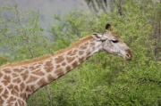 giraffe (18)